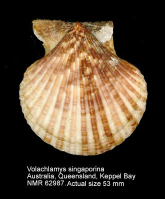 Volachlamys singaporina.jpg - Volachlamys singaporina(G.B.Sowerby,1842)